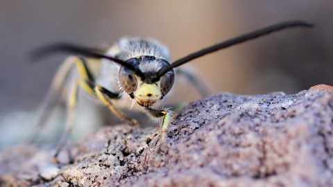 Yellow Flower Wasp (Radumeris tasmaniensis)